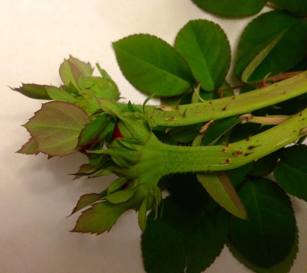  photo rdrrrd1002c_zps257caed1.jpg