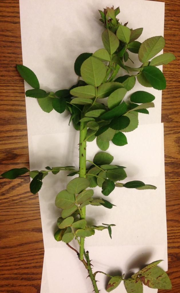  photo rdrrrd1002d_zps62f75575.jpg