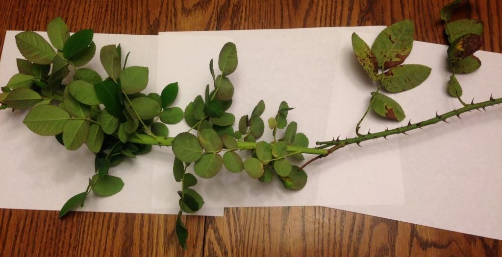  photo rdrrrd1002f_zps4991aeed.jpg