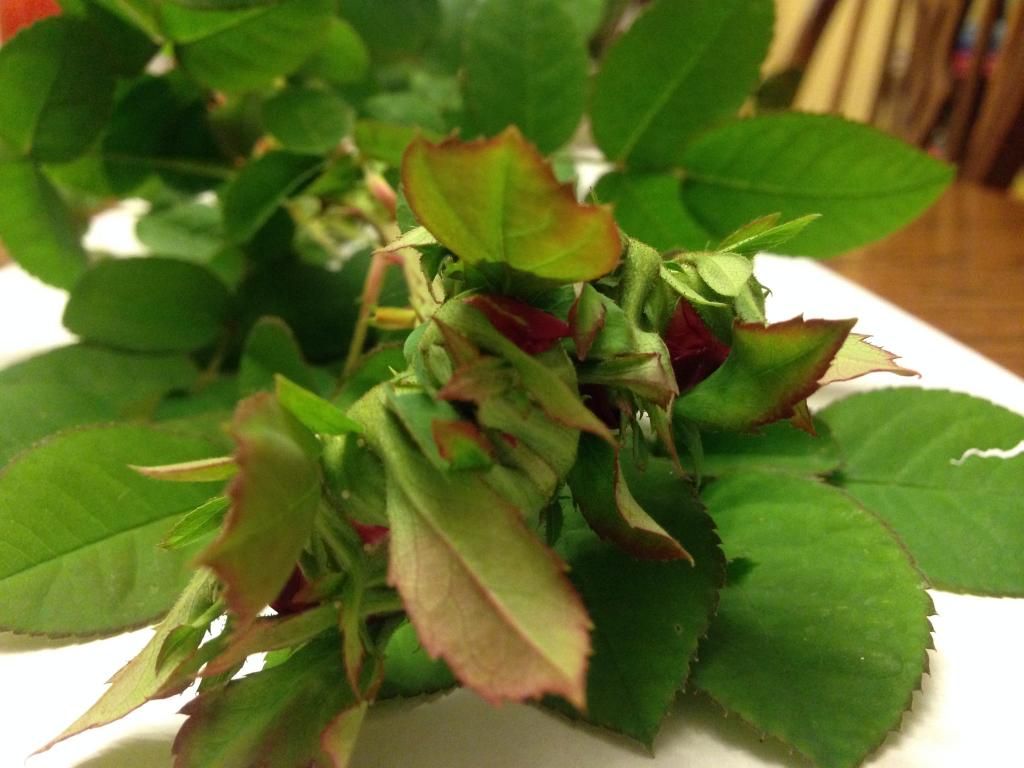  photo rdrrrd1002i_zpsb7cd903f.jpg