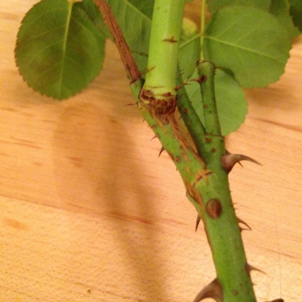  photo rdrrrd1002l_zps2107b743.jpg