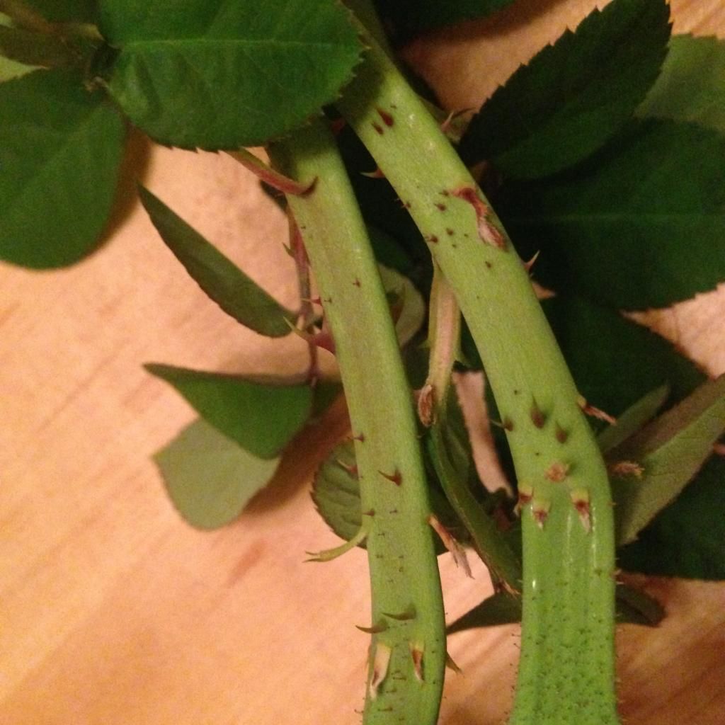  photo rdrrrd1002n_zps8417bd2f.jpg