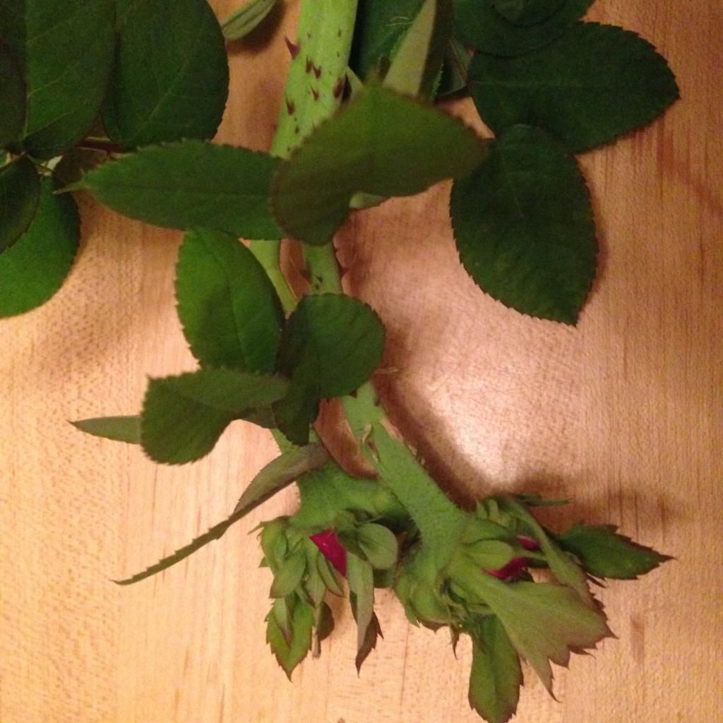  photo rdrrrd1002r_zpsf5d0ce32.jpg