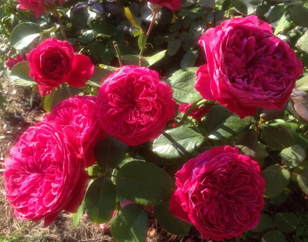  photo rr0709d_zps50438f61.jpg