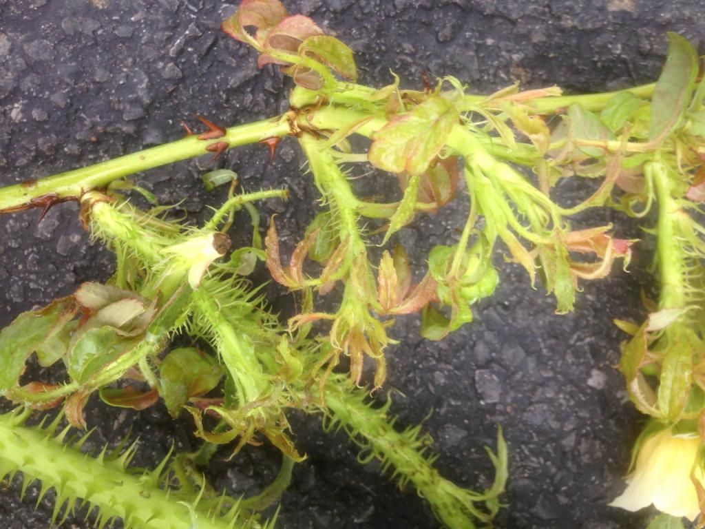 photo rrd0810d_zps60a9dad4.jpg