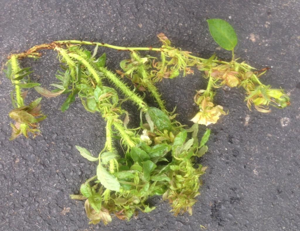 photo rrd0810e_zpsb1af2093.jpg