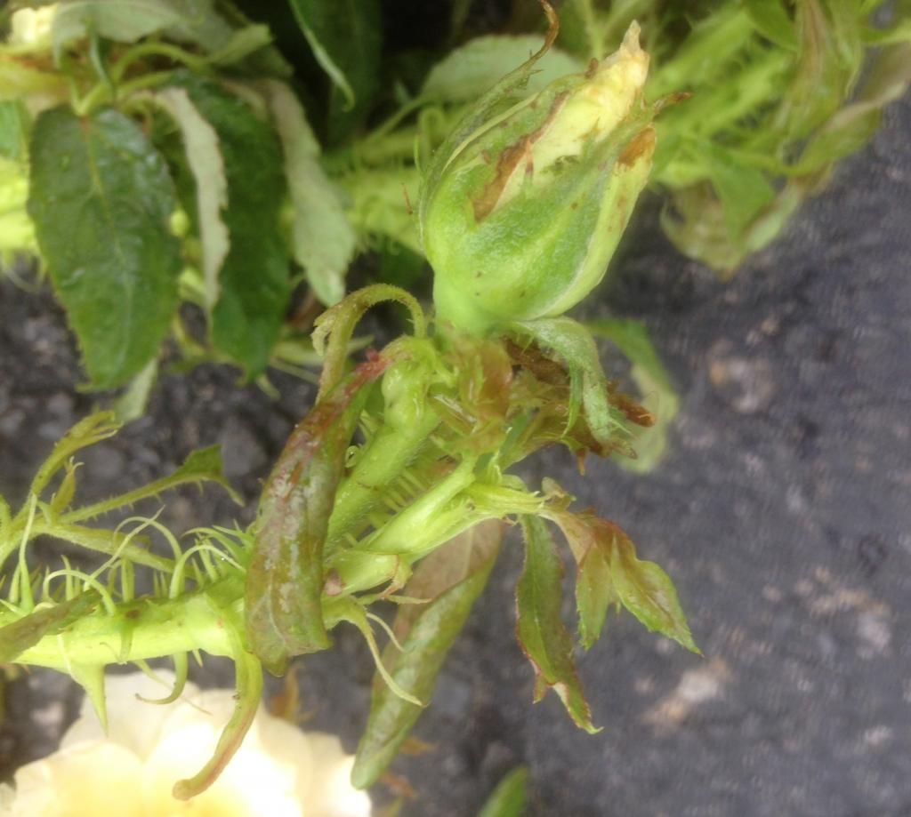 photo rrd0810h_zps958e16b1.jpg