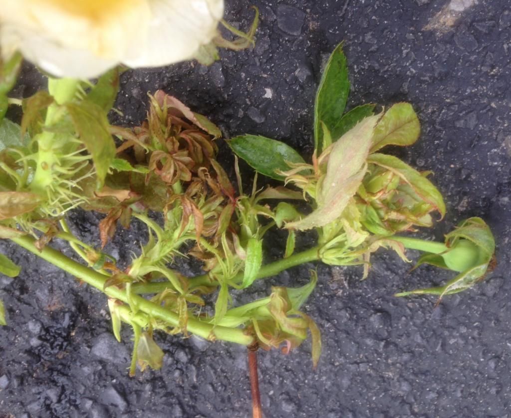 photo rrd0810j_zps3bb27c10.jpg