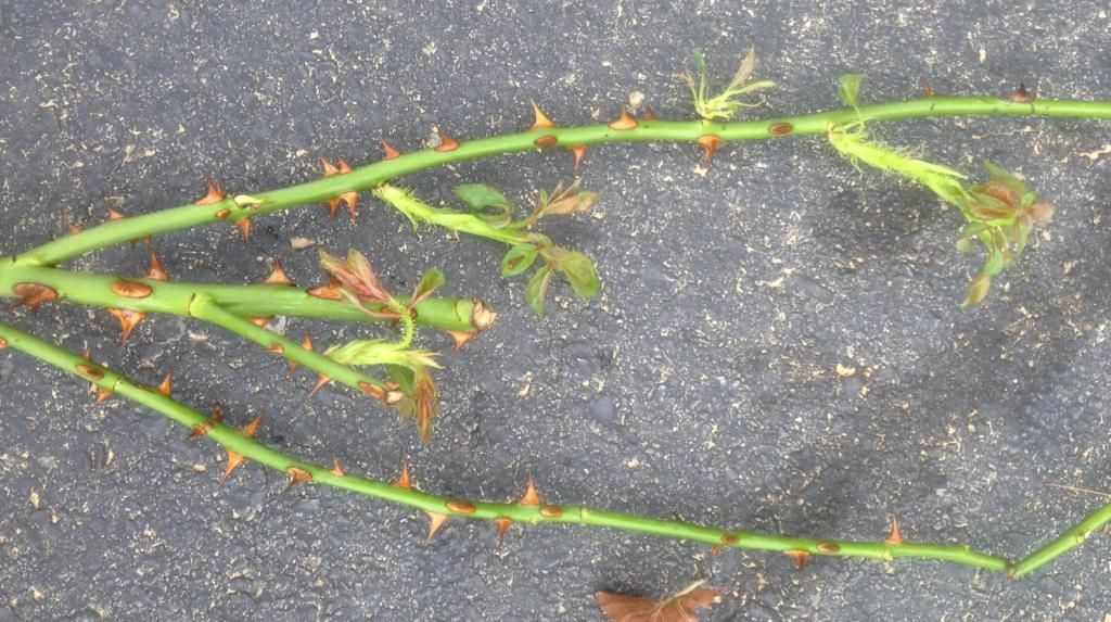 photo rrd0810k_zps96b72765.jpg