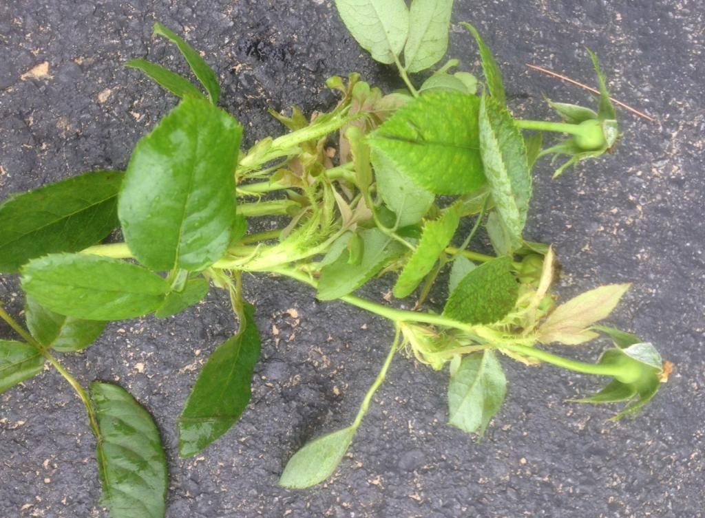 photo rrd0810l_zps0928e11c.jpg