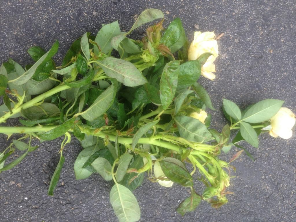 photo rrd0810n_zps15e8e1ce.jpg