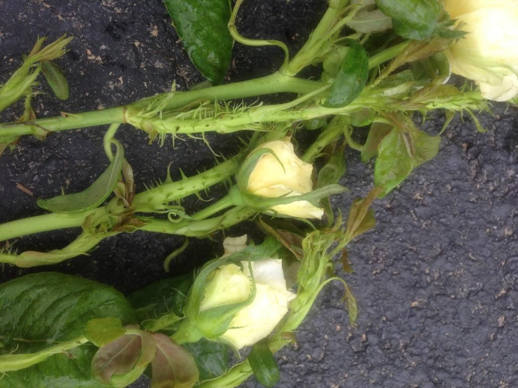 photo rrd0810r_zpsb1a5ae8c.jpg