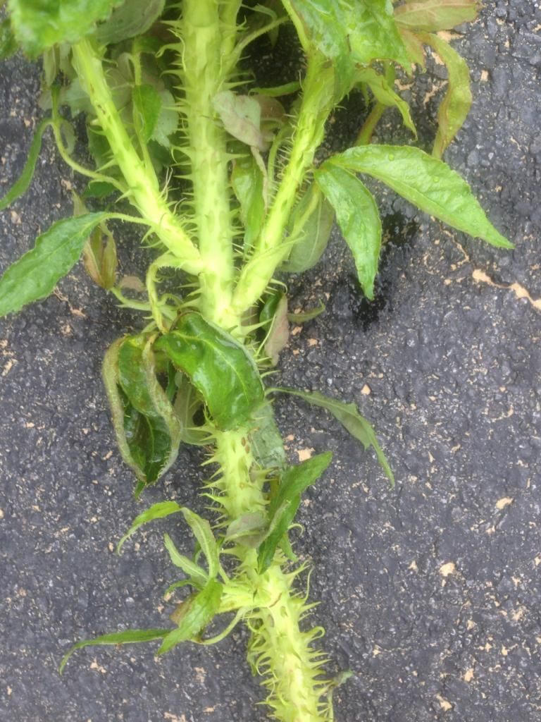 photo rrd0810t_zpsc9419871.jpg