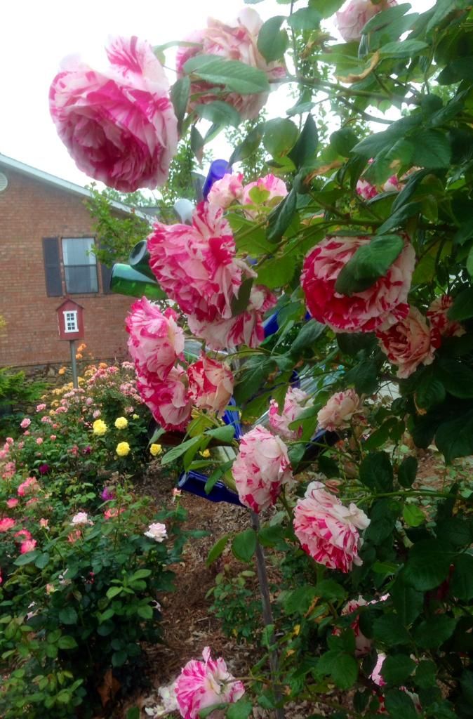  photo scentimental0510_zps269806d9.jpg