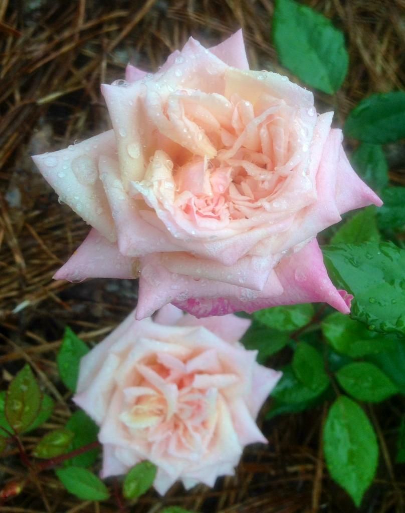  photo sdpn0718a_zpsc5506b96.jpg