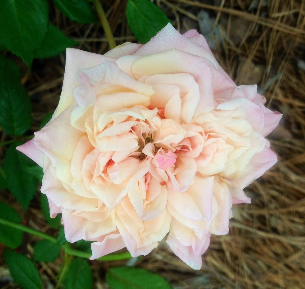  photo sdpn0728a_zpscbae96ce.jpg