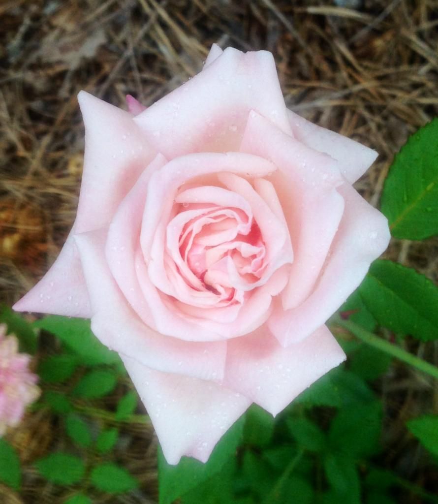  photo sdpn0807a_zpsc5179e20.jpg