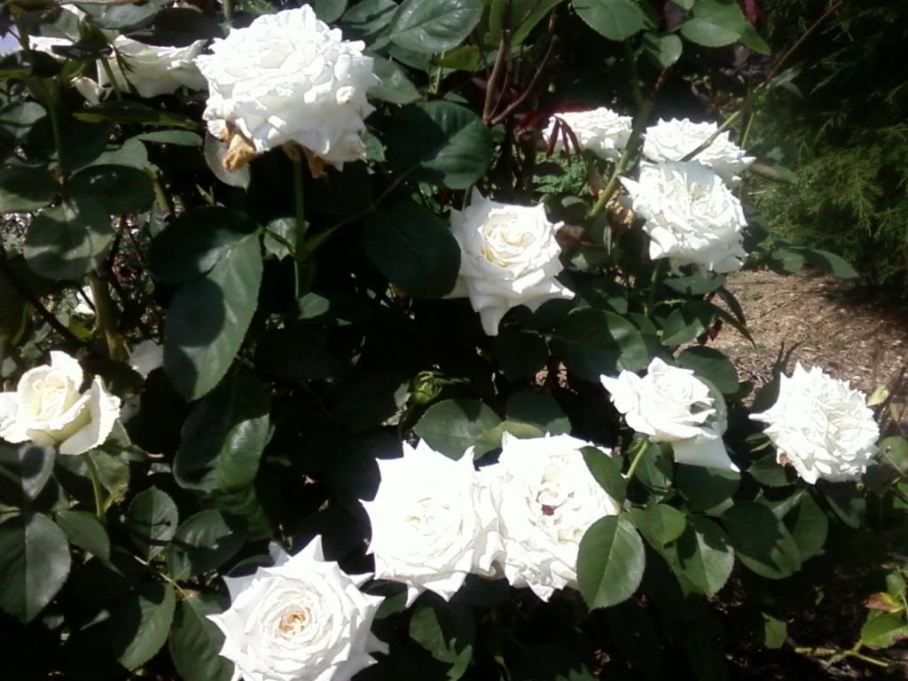  photo secretsout091212_zps12a5138d.jpg