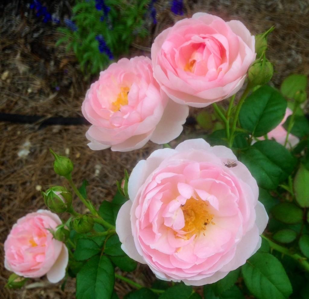  photo si0709_zps083c5258.jpg