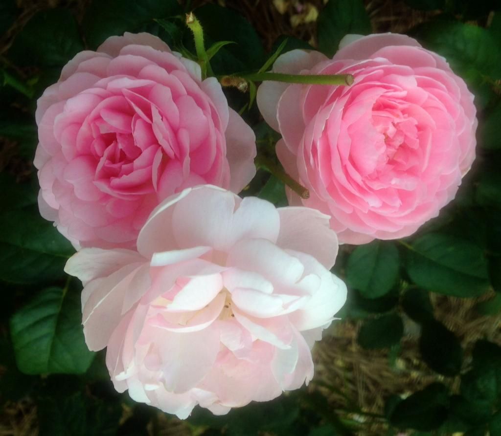 photo si0717c_zps33b6b1b5.jpg