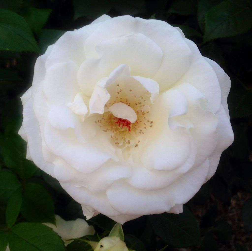  photo sm0511a_zps963c104e.jpg