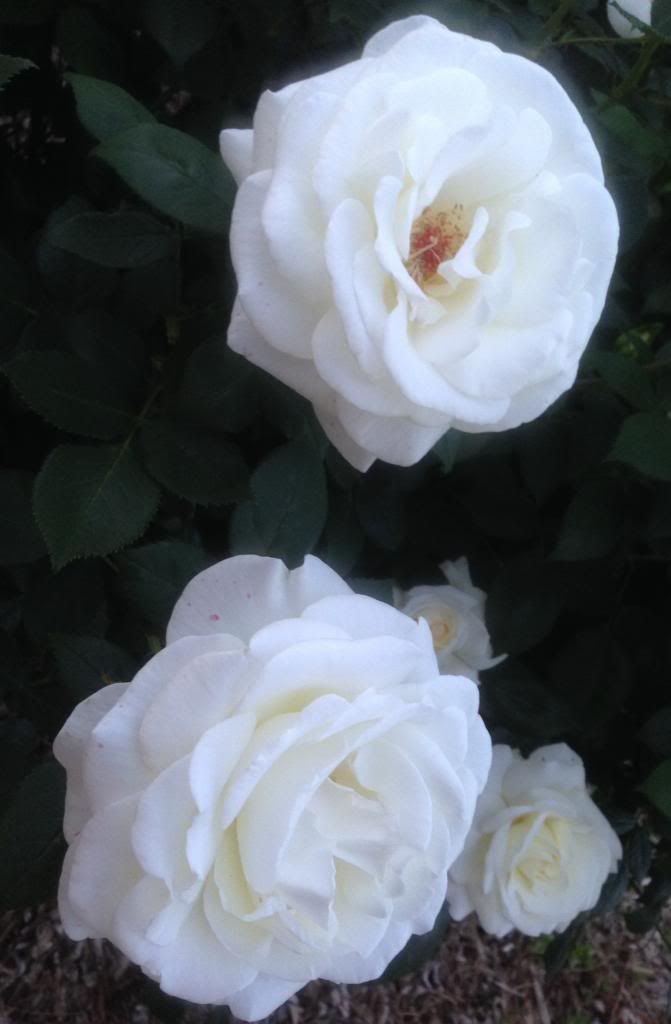  photo sm0512a_zps2a8b6d19.jpg