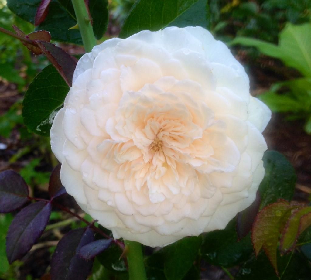  photo sombreuil0618_zpsab53c6c1.jpg