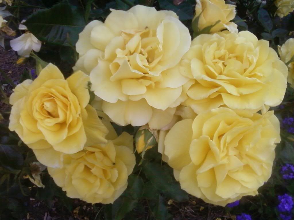  photo ss0528b_zpse894bc28.jpg