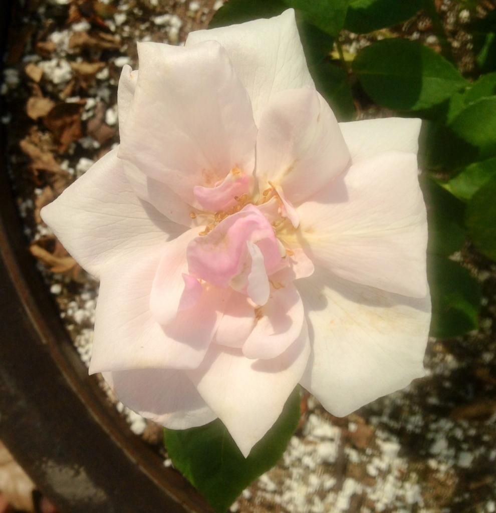  photo ssa0616a_zpsa9576600.jpg