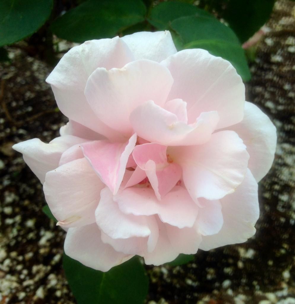  photo ssa0617_zpsf9a9c650.jpg