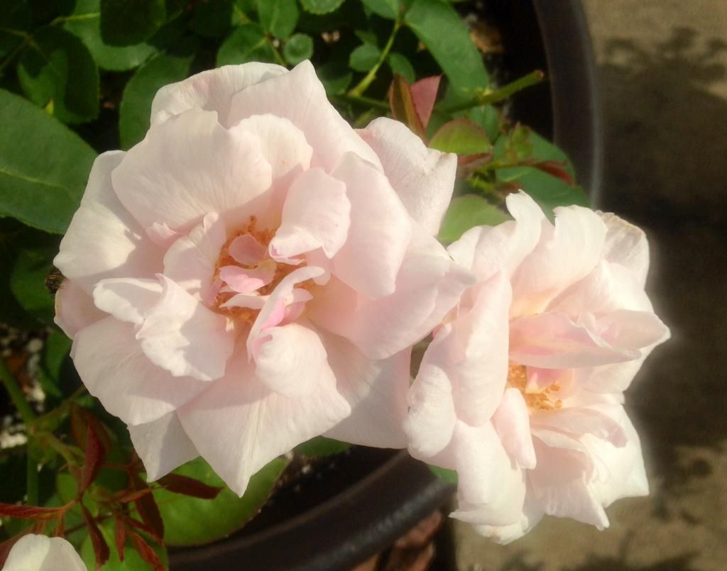  photo ssa0710_zps74c5a117.jpg