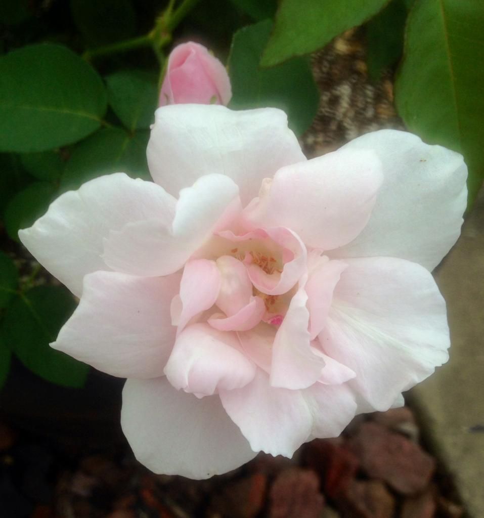 photo ssa0718_zps444cbd1f.jpg