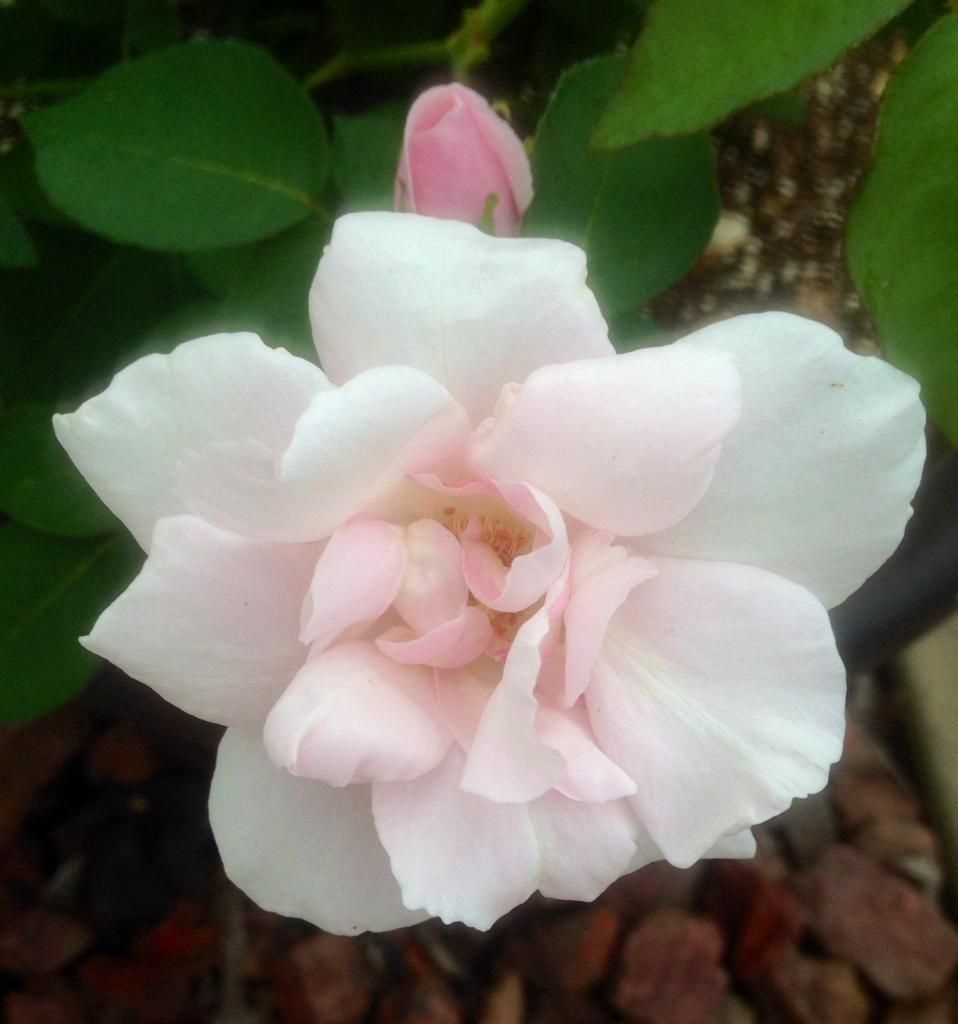  photo ssa0718a_zps4d17ea23.jpg