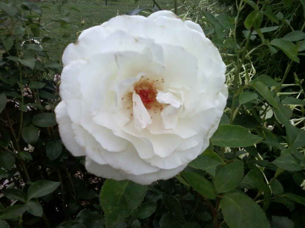  photo sugarmoon0602_zps39c7f629.jpg