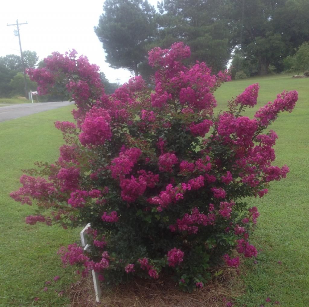  photo vrd0718a_zpse779291f.jpg