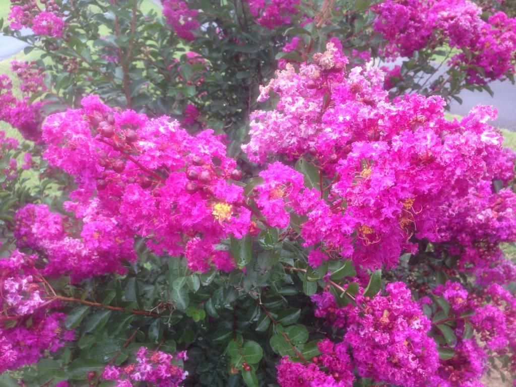  photo vrd0718b_zpsd5988bce.jpg