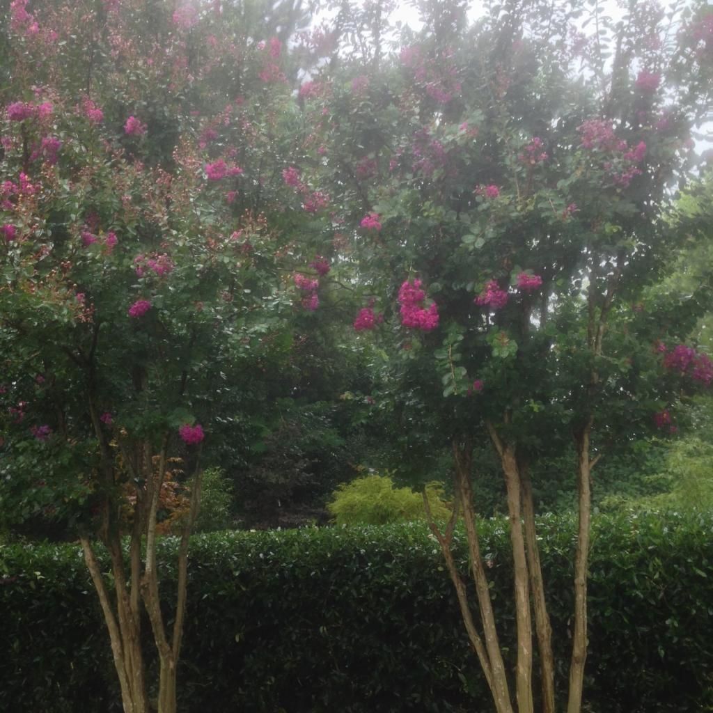  photo vrd0718e_zpsc4754c8b.jpg