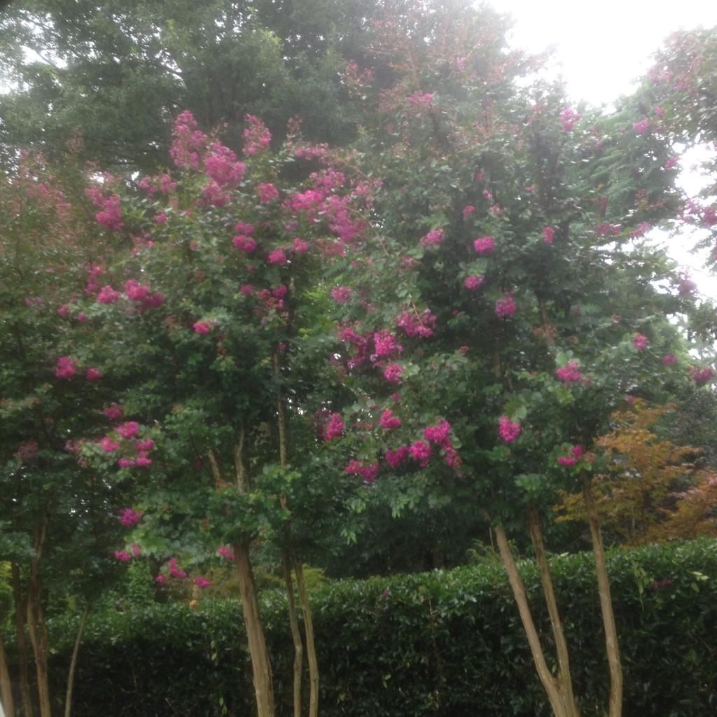  photo vrd0718f_zps2b7347d6.jpg