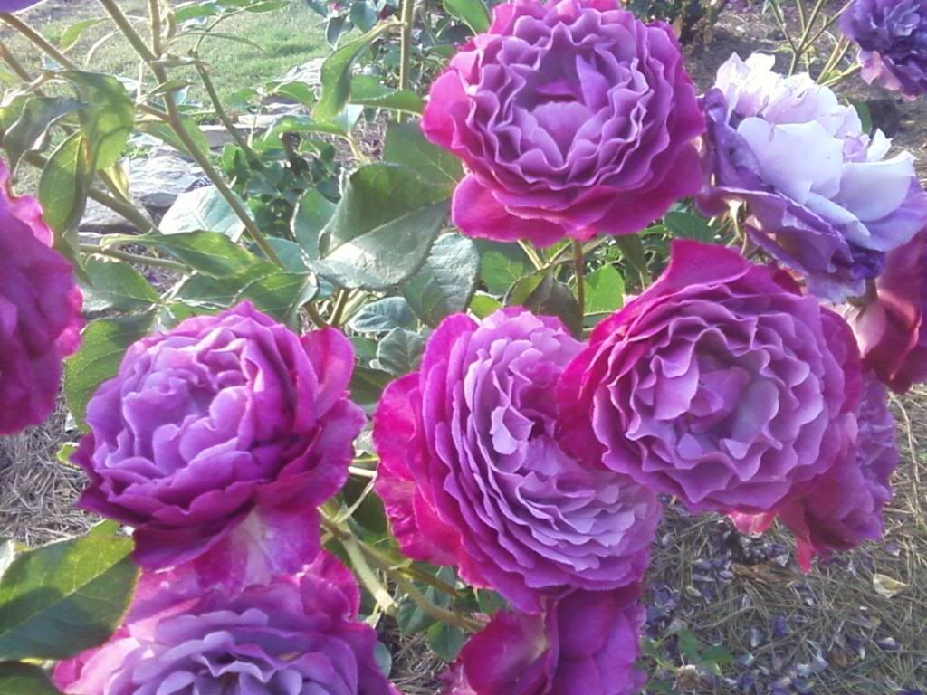 Real Blue Rose Bush