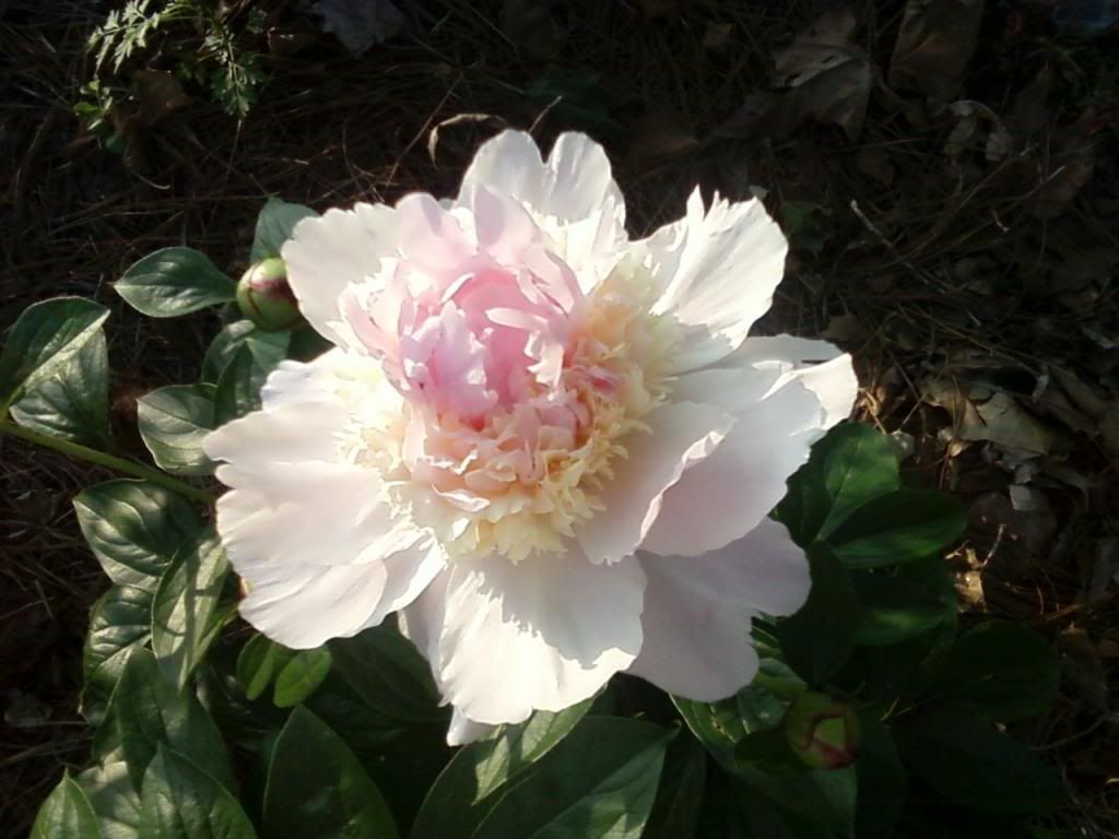  photo whopperpeony0520a_zps3be717e9.jpg