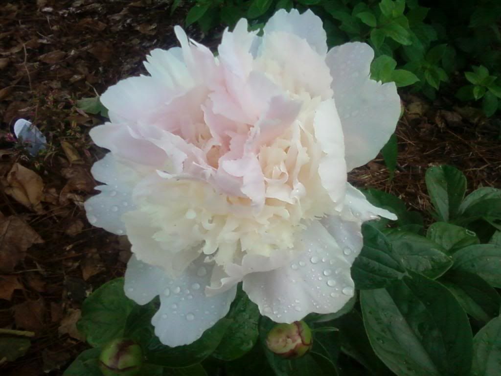  photo whopperpeony0521a_zpsd88ffcd6.jpg