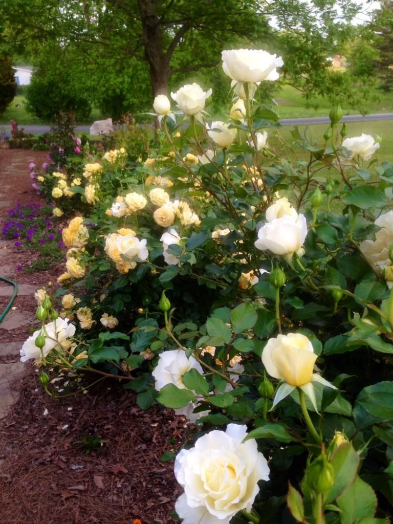 photo wl0511d_zpse0c110bb.jpg