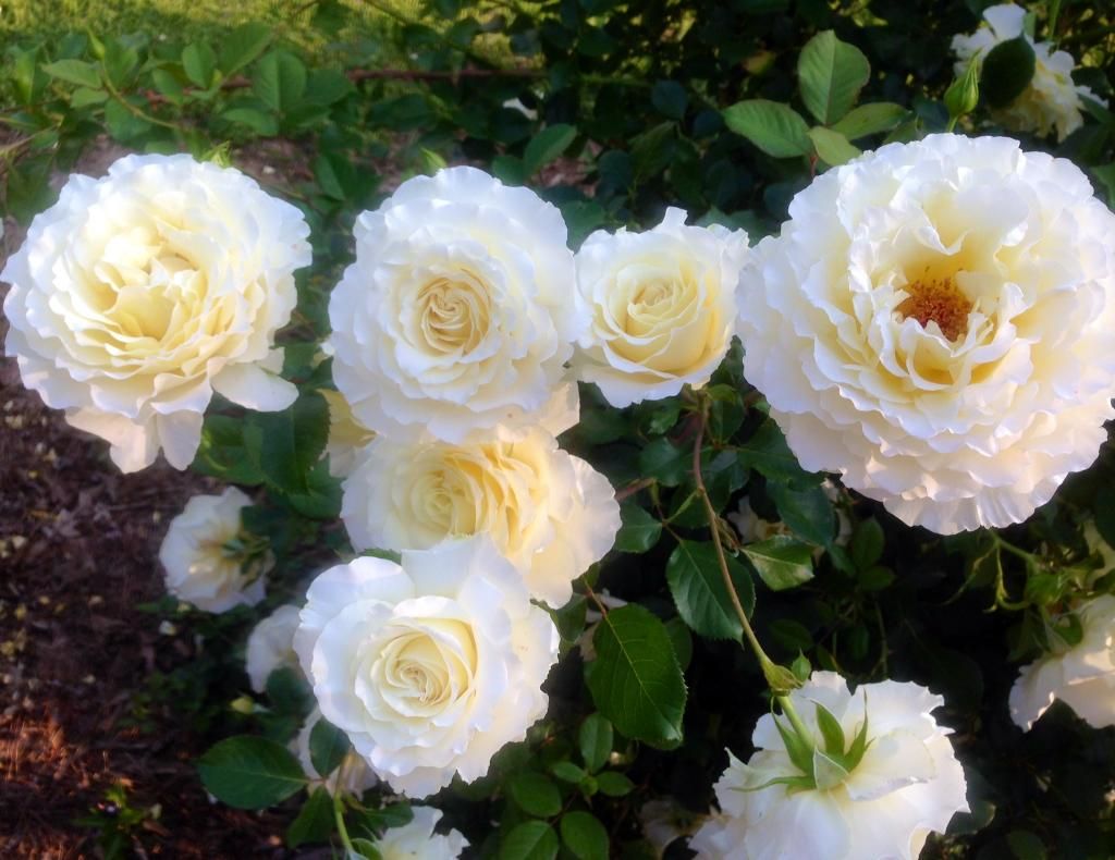 photo wl0513_zps5caea54f.jpg