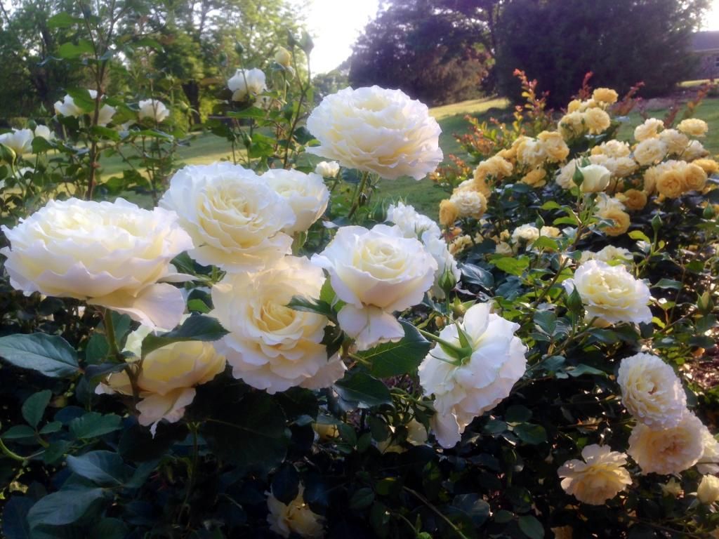 photo wl0513a_zps1c6d9a85.jpg