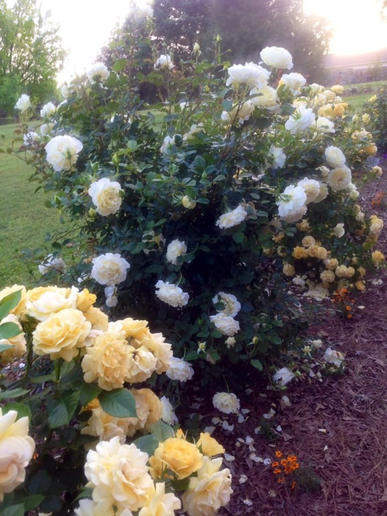 photo wl0513d_zps14d6d017.jpg