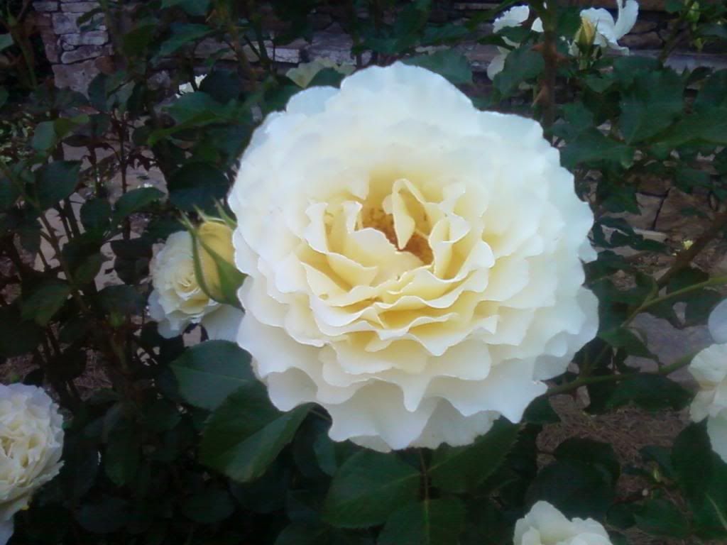  photo wl0528_zps29741869.jpg