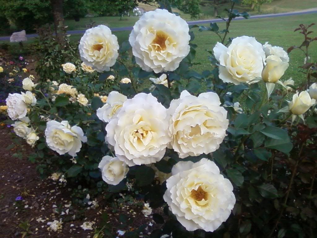 photo wl0530_zps5fe85788.jpg