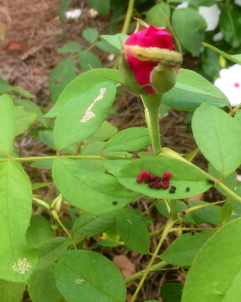  photo worm0901a_zps5bd3cb1a.jpg