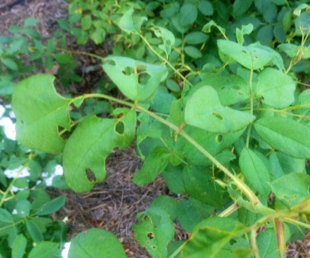 photo worm0901b_zpsc783e722.jpg