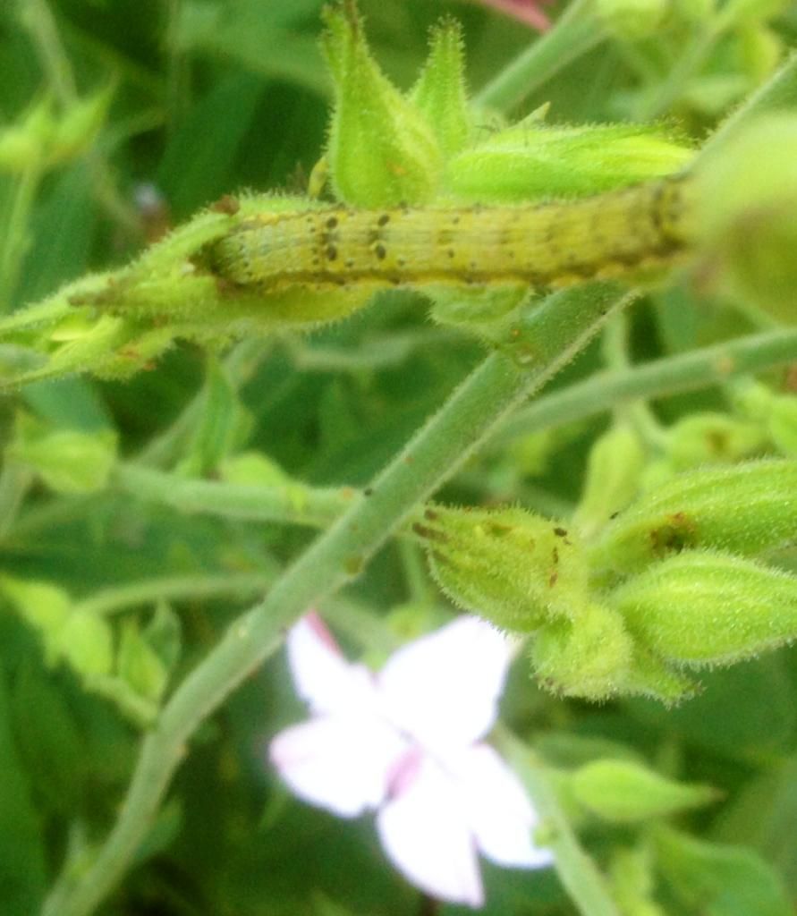 photo worm0903_zps42db57b9.jpg